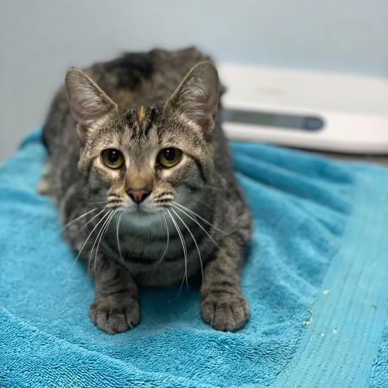 A young medium-sized female Calico Domestic Short Hair cat named Fruit Loops for adoption in Riverside, CA