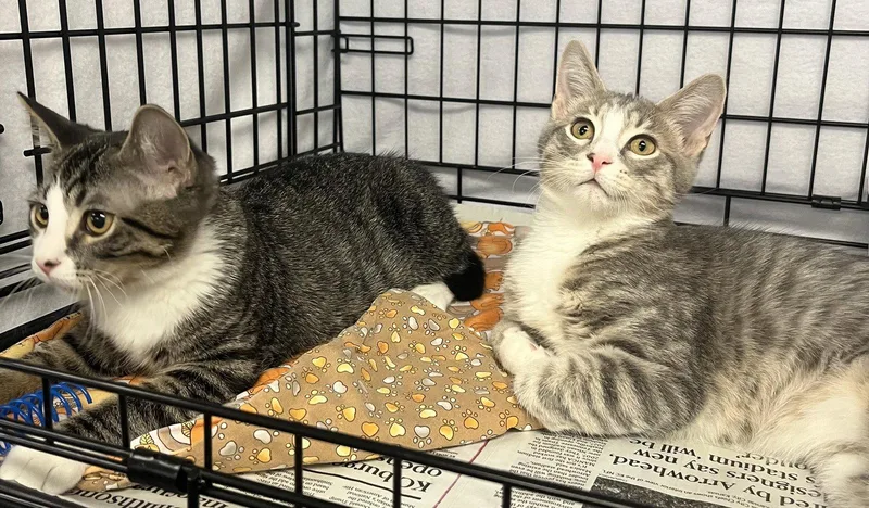 A baby medium-sized male Gray / Blue / Silver Domestic Short Hair cat named Quewy and Casey for adoption in Shawnee, KS