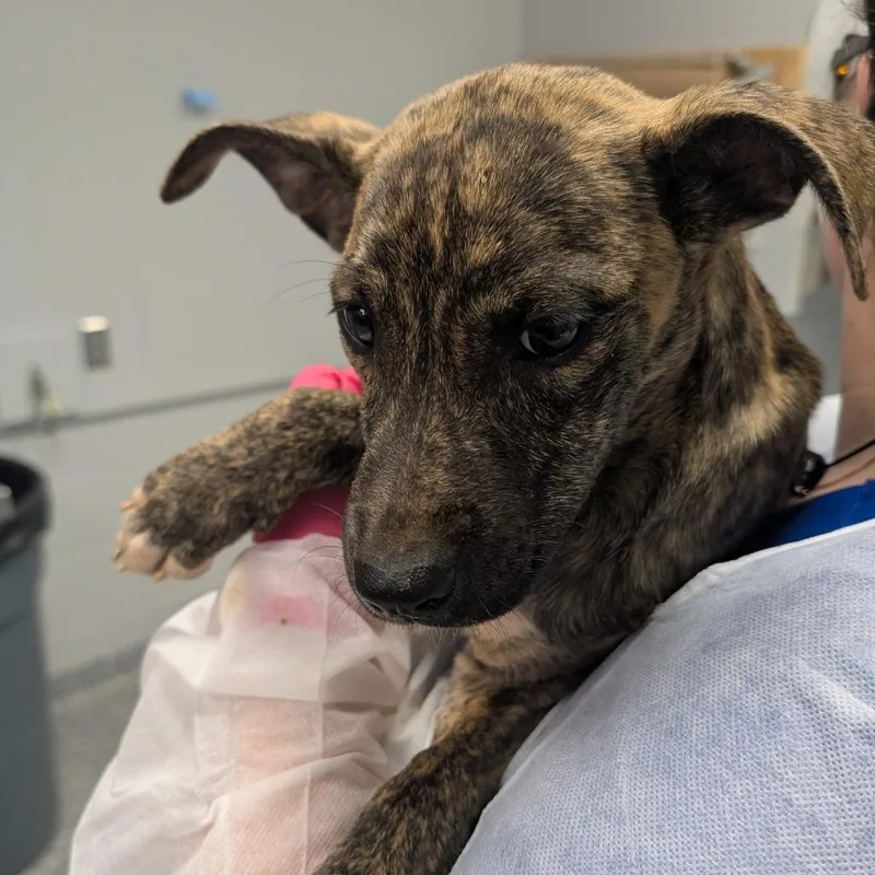 A baby small-sized female Black Terrier dog named Basil for adoption in Greenville, SC