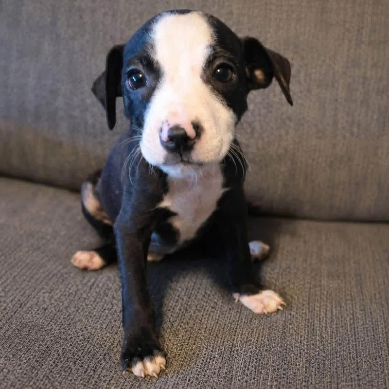 A baby medium-sized male Black Labrador Retriever dog named Panda for adoption in Brewton, AL