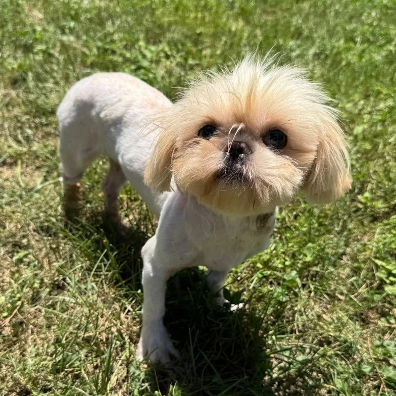 An adult small-sized female Apricot / Beige Shih Tzu dog named Swiffer Honey for adoption in Houston, TX