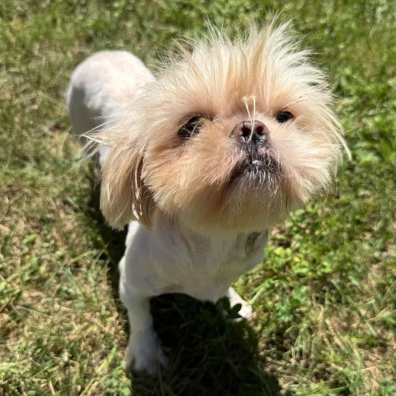 Swiffer Honey thumbnail 2