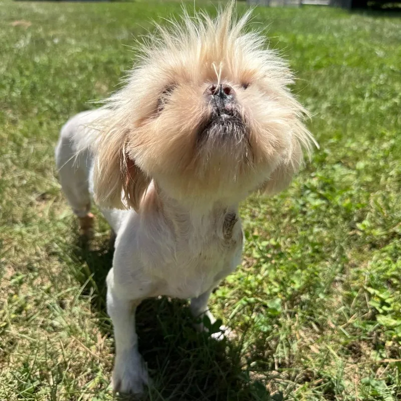 Swiffer Honey thumbnail 3