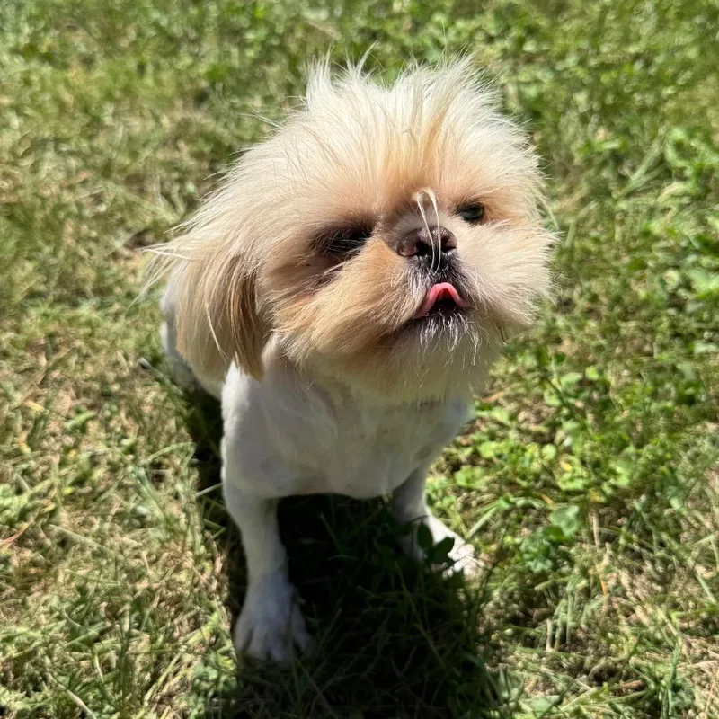 Swiffer Honey thumbnail 4