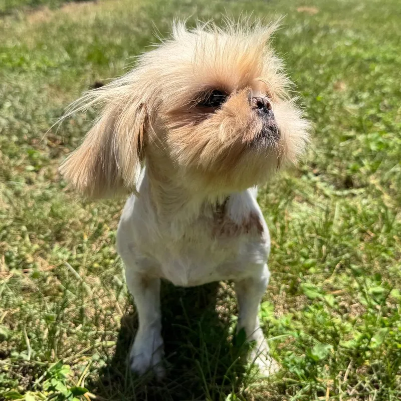Swiffer Honey thumbnail 5