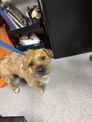 An adult small-sized male Mixed Breed dog named Cledus for adoption in West Chester, PA