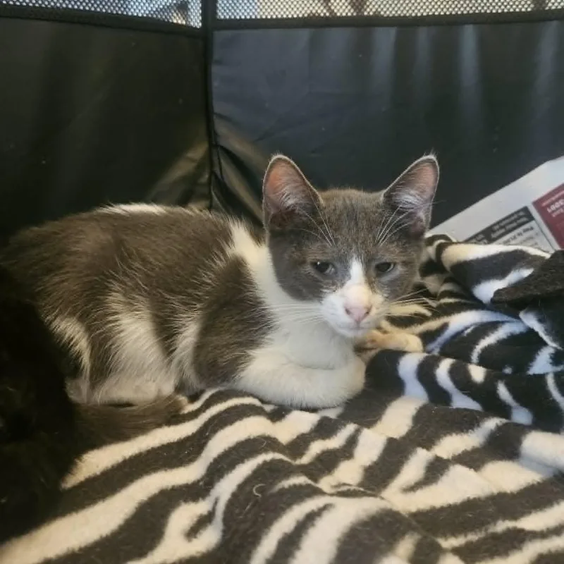 A baby medium-sized male Gray & White Domestic Short Hair cat named Tate for adoption in Rochester, NY