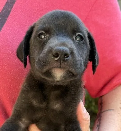 A baby medium-sized female Black Labrador Retriever dog named Baby Jesse for adoption in Washington, DC