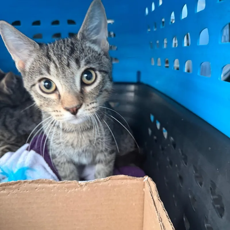 A baby small-sized male Brown / Chocolate Domestic Short Hair cat named Starlight for adoption in Fredericksburg, VA