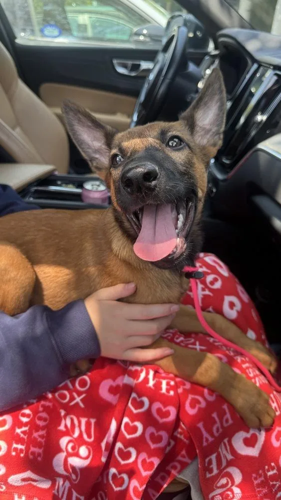 A baby small-sized female Belgian Shepherd / Malinois dog named Amber  Located in for adoption in BELLINGHAM, WA