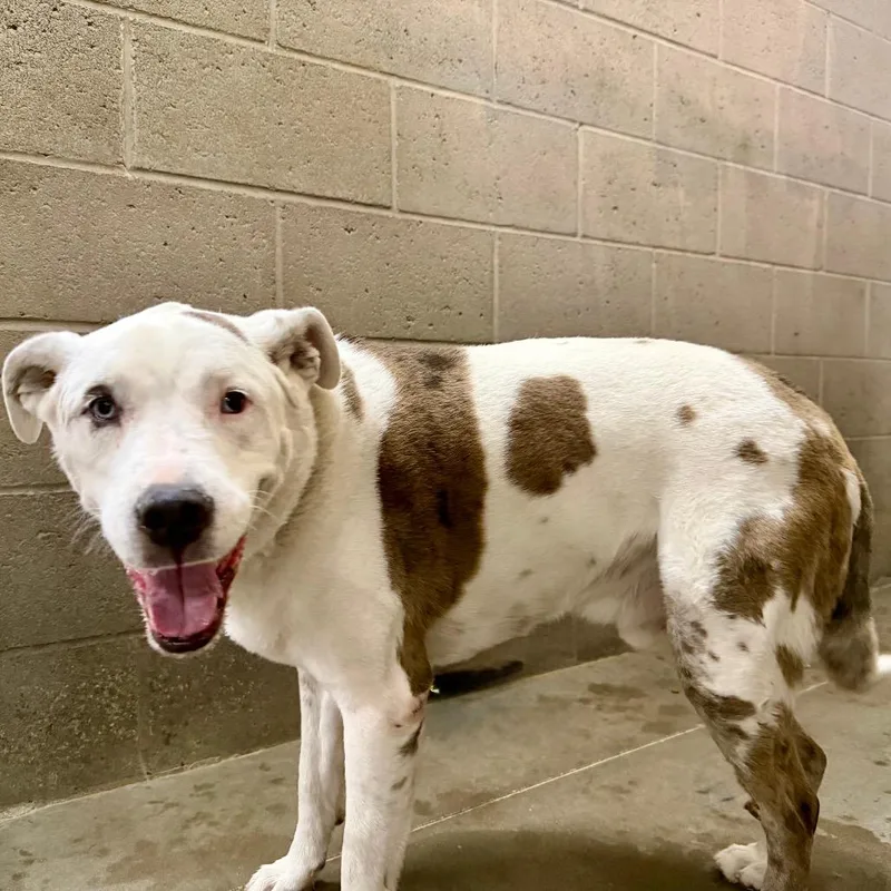 A senior medium-sized male White / Cream Australian Cattle Dog / Blue Heeler dog named Theo for adoption in Yuma, AZ
