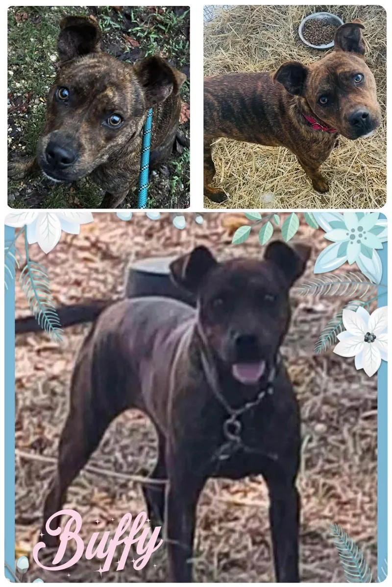 A young medium-sized female Brindle Pit Bull Terrier dog named Buffy for adoption in Gladstone, MO