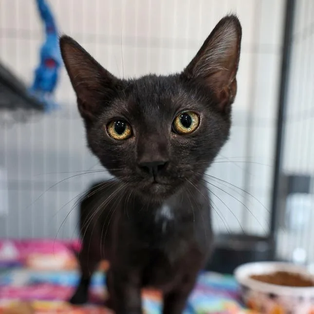 A baby small-sized female Black Domestic Short Hair cat named Cartoon Network for adoption in Bradenton, FL
