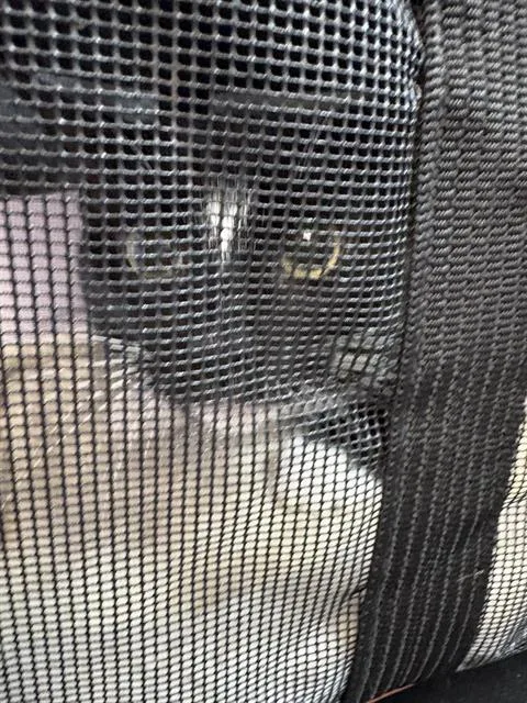 A young small-sized male Domestic Short Hair cat named Max for adoption in Fort Walton Beach, FL