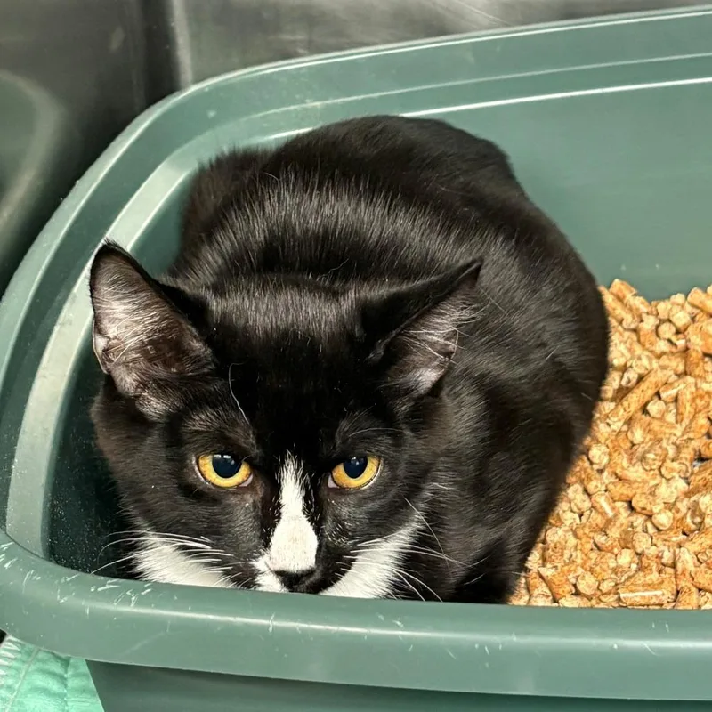 A baby small-sized female Black Domestic Short Hair cat named Chloe for adoption in Chehalis, WA