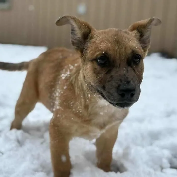 A young medium-sized male Red / Chestnut / Orange Cattle Dog dog named Red for adoption in Salem, WV