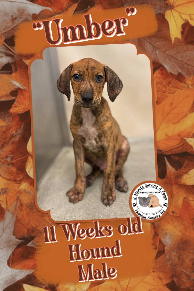 A baby medium-sized male Hound dog named Umber for adoption in Thomson , GA