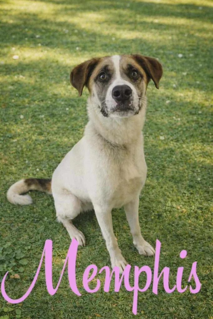 A young large-sized female Anatolian Shepherd dog named Memphis for adoption in Livingston, LA