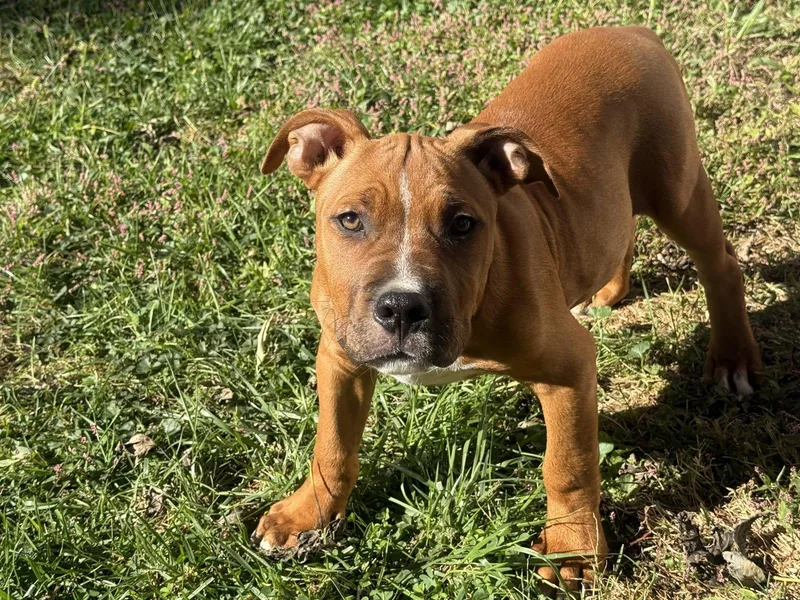 A baby large-sized male Pit Bull Terrier dog named Sarge for adoption in Fenton, MO