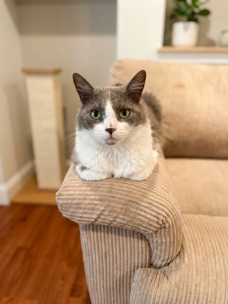 A young medium-sized male Gray & White Domestic Medium Hair cat named Ashton for adoption in Antioch, CA