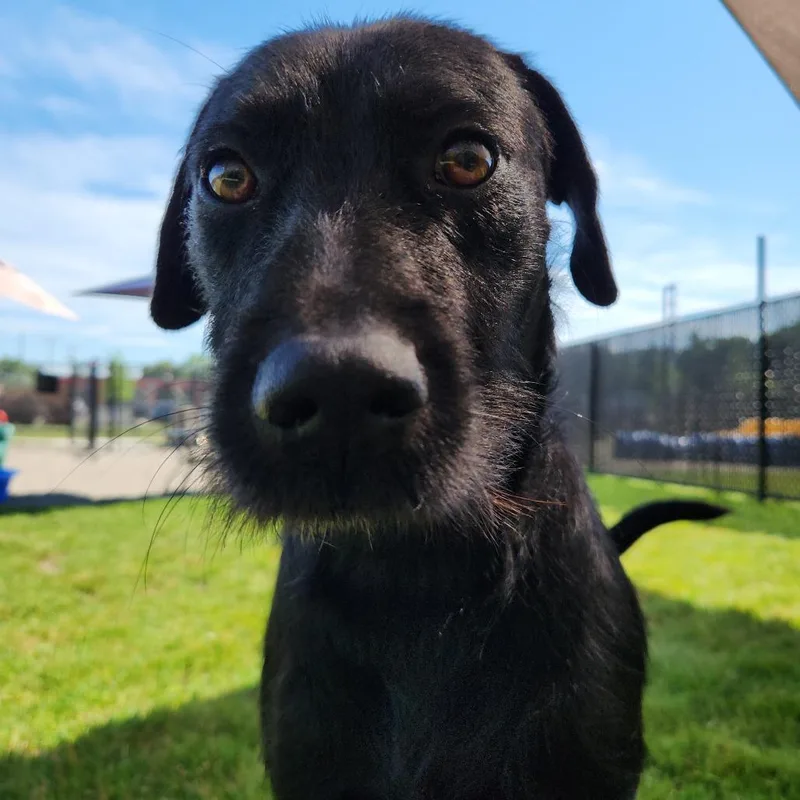 A young medium-sized male Black Labrador Retriever dog named Scranton for adoption in Fort Wayne, IN