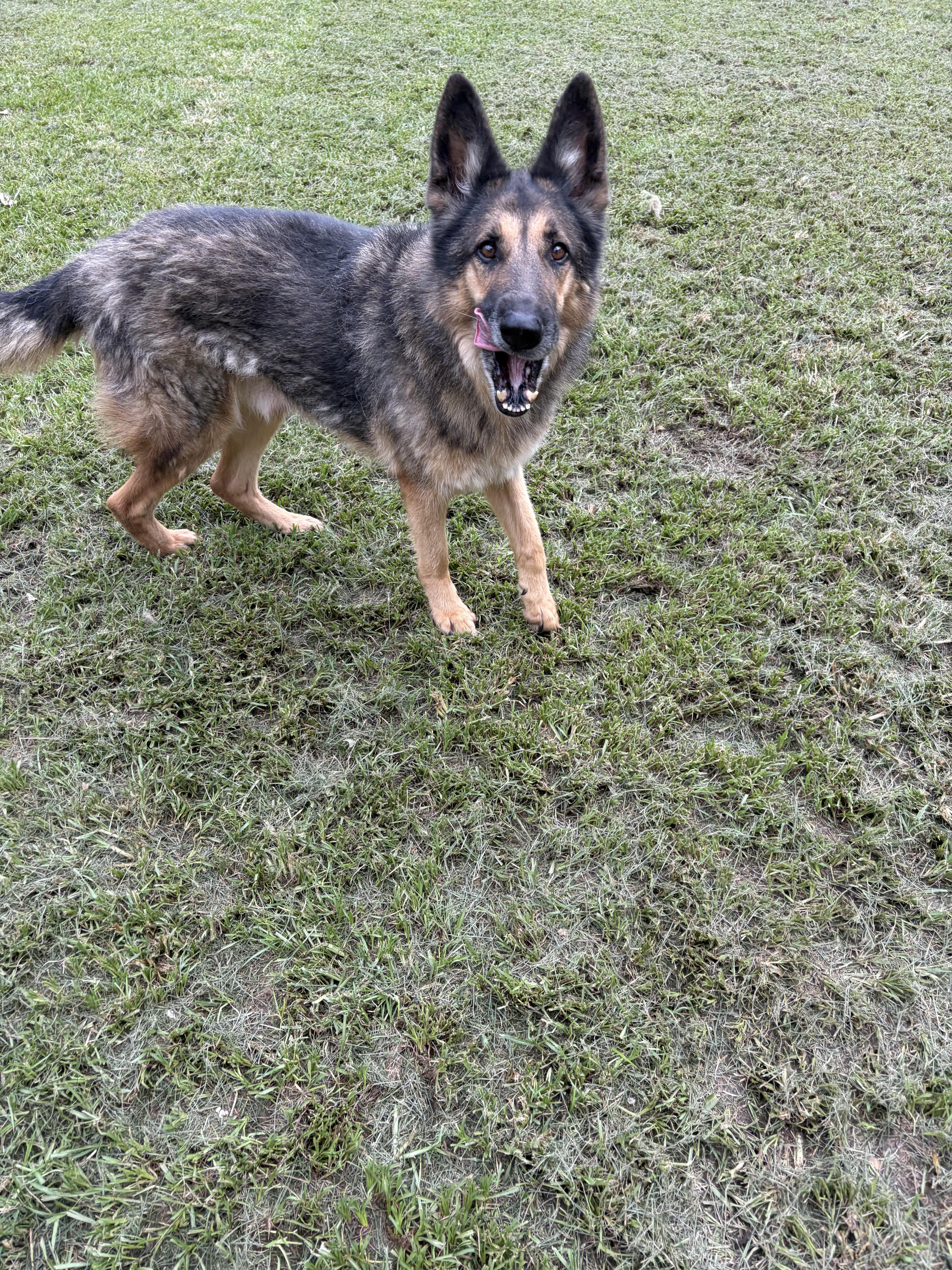 An adult large-sized male Sable German Shepherd Dog dog named Ken for adoption in Covington, LA