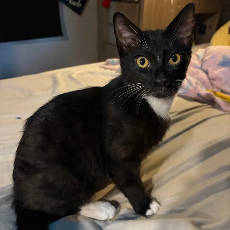 A young small-sized male Black Domestic Short Hair cat named Atlas for adoption in Livingston, TX