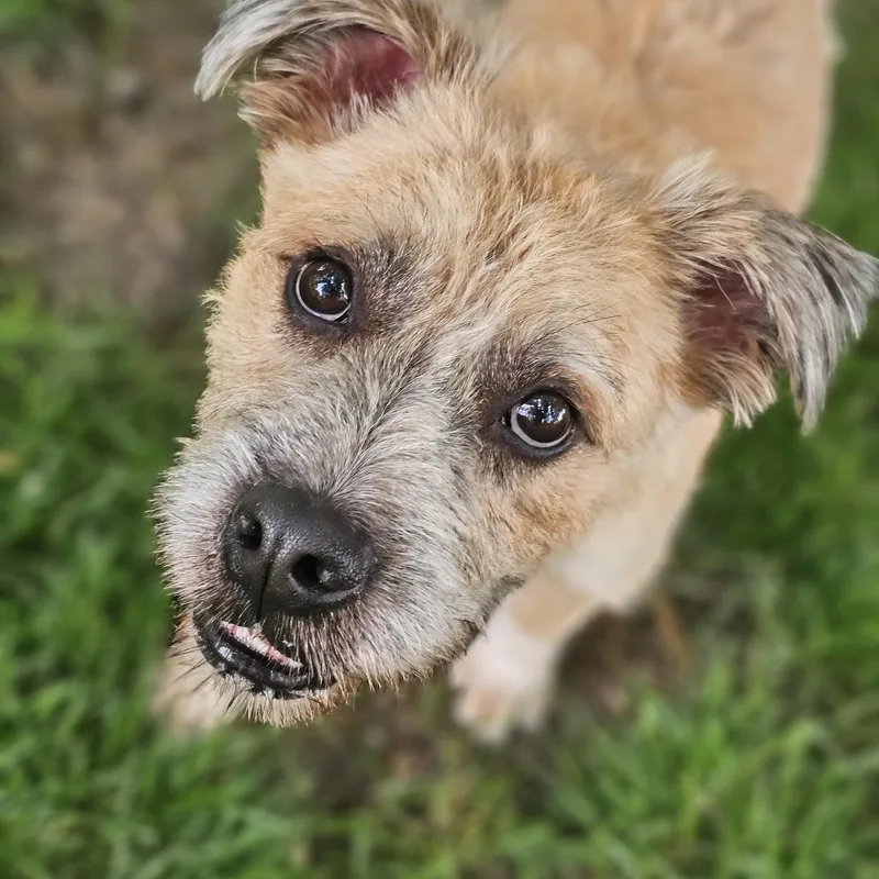 An adult medium-sized male Apricot / Beige Wheaten Terrier dog named Reggie Springfield for adoption in O Fallon, IL