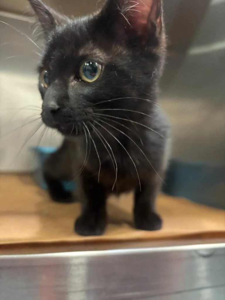 A baby large-sized female Domestic Short Hair cat named Lizzy for adoption in Cartersville , GA