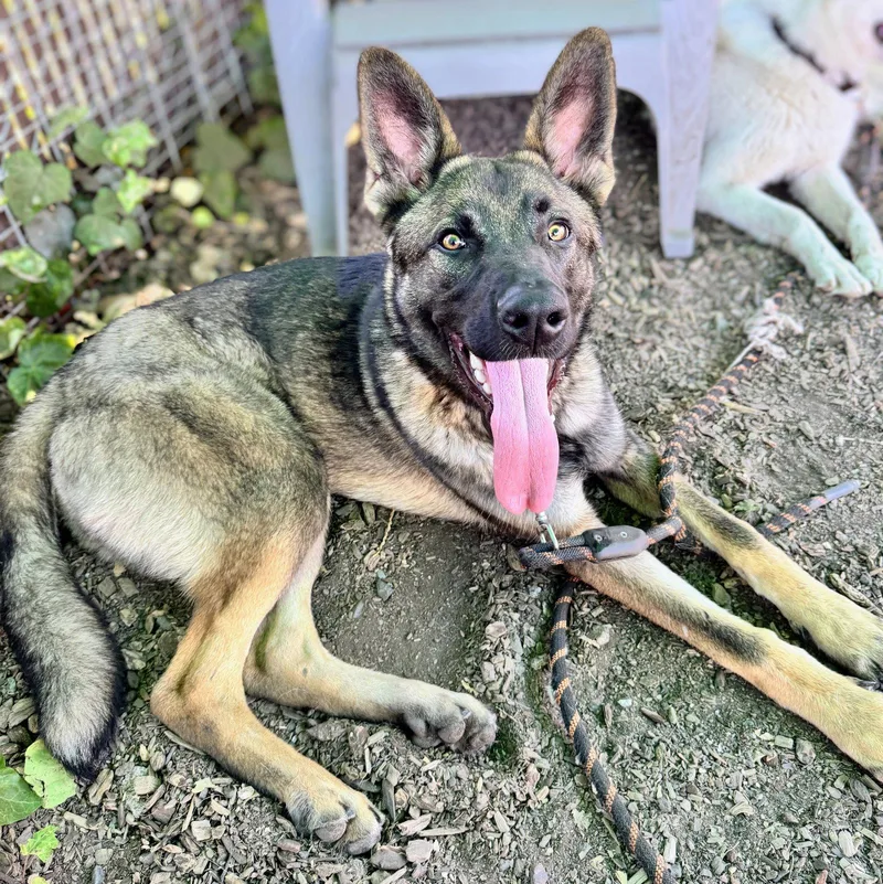 A young large-sized male German Shepherd Dog dog named Jacob for adoption in Oakland, CA