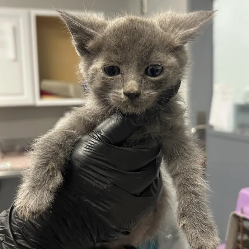 A baby small-sized male Domestic Medium Hair cat named Falu for adoption in Greenville, SC
