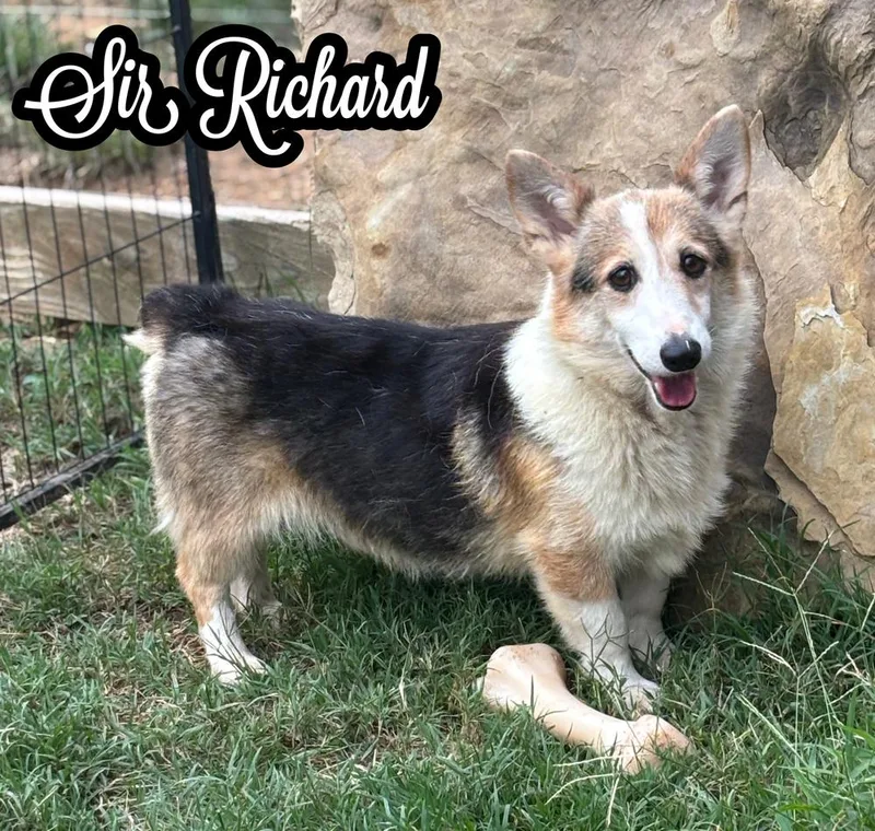 An adult medium-sized male Brown / Chocolate Corgi dog named Sir Richard for adoption in Tulsa, OK