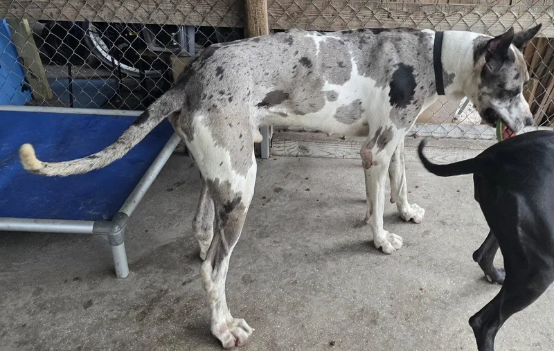 An adult extra large-sized male Great Dane dog named Zeus for adoption in Jupiter, FL