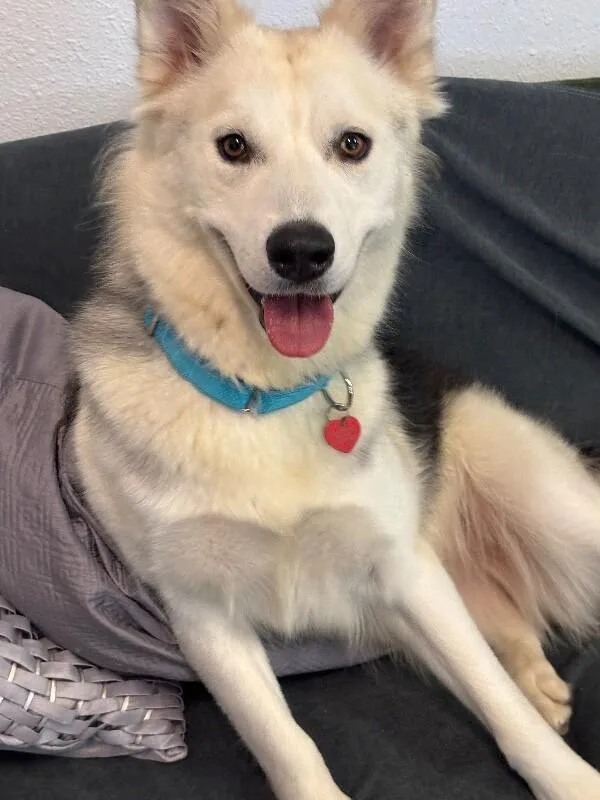 An adult medium-sized female White / Cream Samoyed dog named Aurora for adoption in Van Nuys, CA