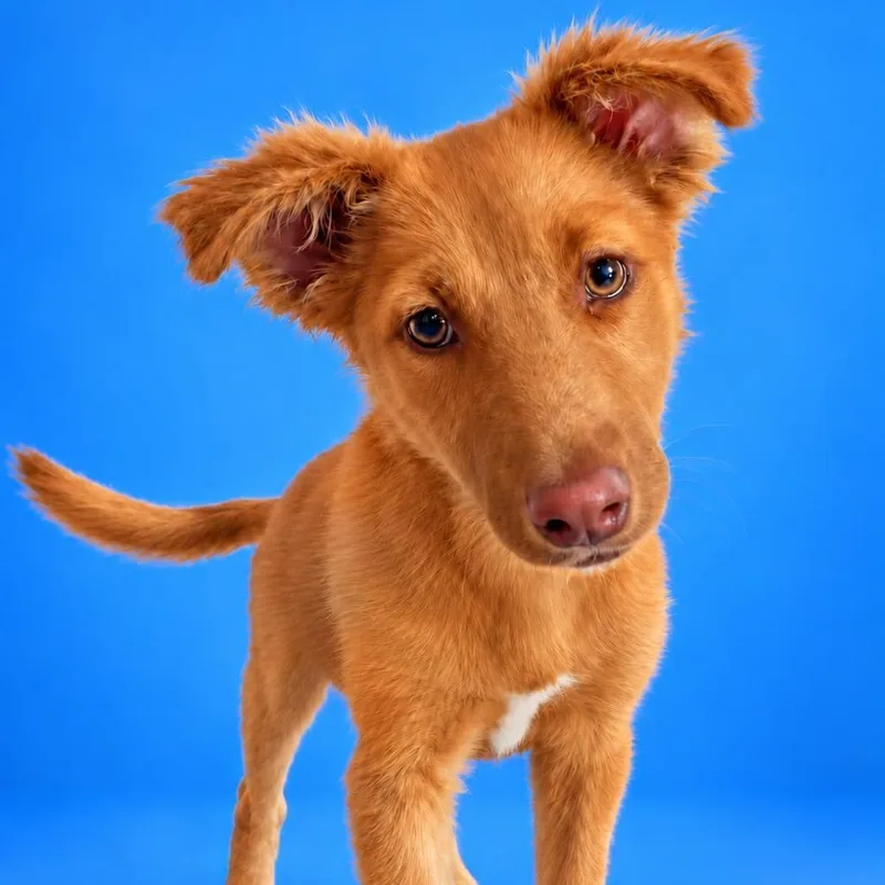 A baby medium-sized female Apricot / Beige Shepherd dog named Tammy for adoption in San Diego, CA