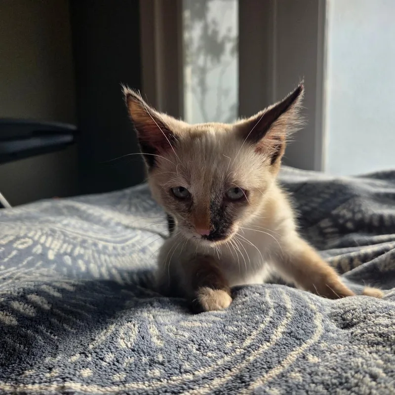 A baby small-sized female Tortoiseshell Siamese cat named Cairo for adoption in Brea, CA