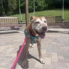 A senior medium-sized male Pit Bull Terrier dog named Morton Von Licktenstein for adoption in Peotone, IL
