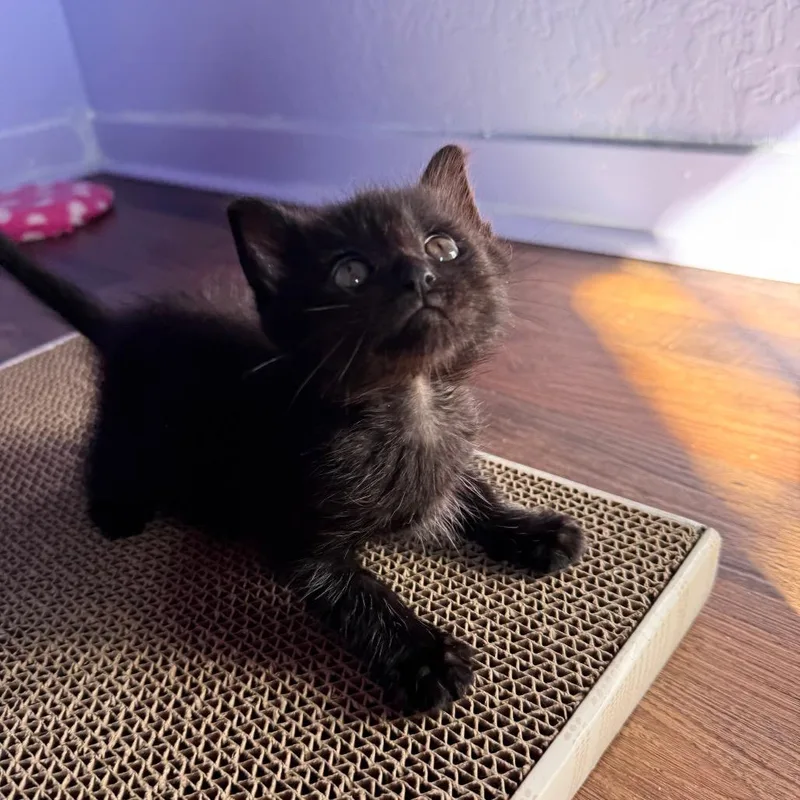 A baby small-sized male Domestic Short Hair cat named Mip for adoption in Keizer, OR