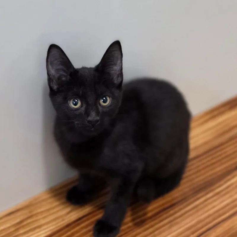 A baby small-sized male Domestic Short Hair cat named Magnum for adoption in Muncie, IN