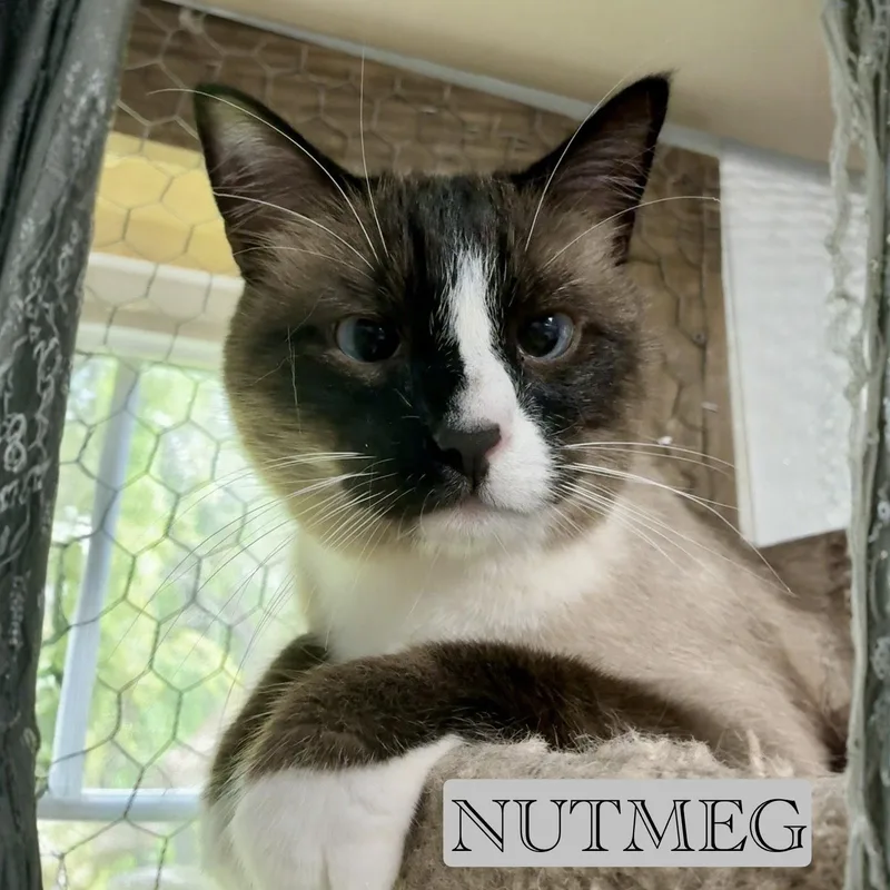 An adult medium-sized male Snowshoe cat named Nutmeg for adoption in Spring Lake, NJ