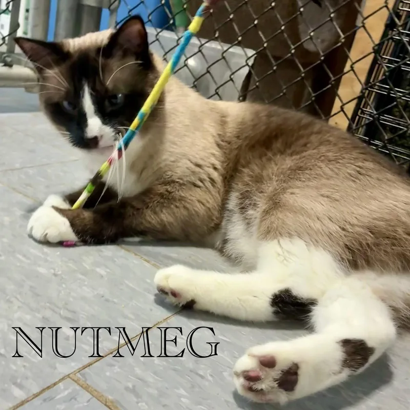 Nutmeg thumbnail 2