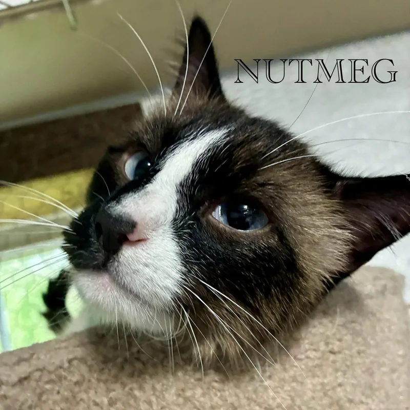 Nutmeg thumbnail 3