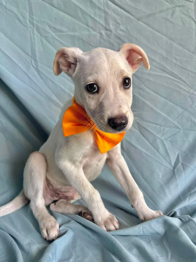A baby medium-sized male Labrador Retriever dog named Porfi for adoption in New York, NY