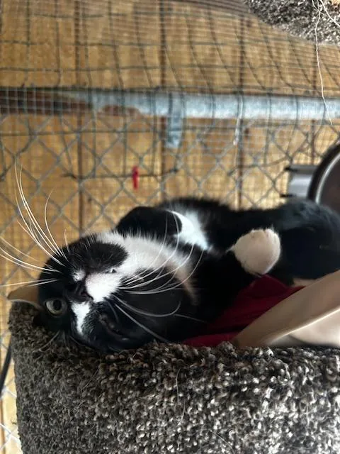 A young medium-sized male Black & White / Tuxedo Domestic Short Hair cat named Amore for adoption in Ashland, OH