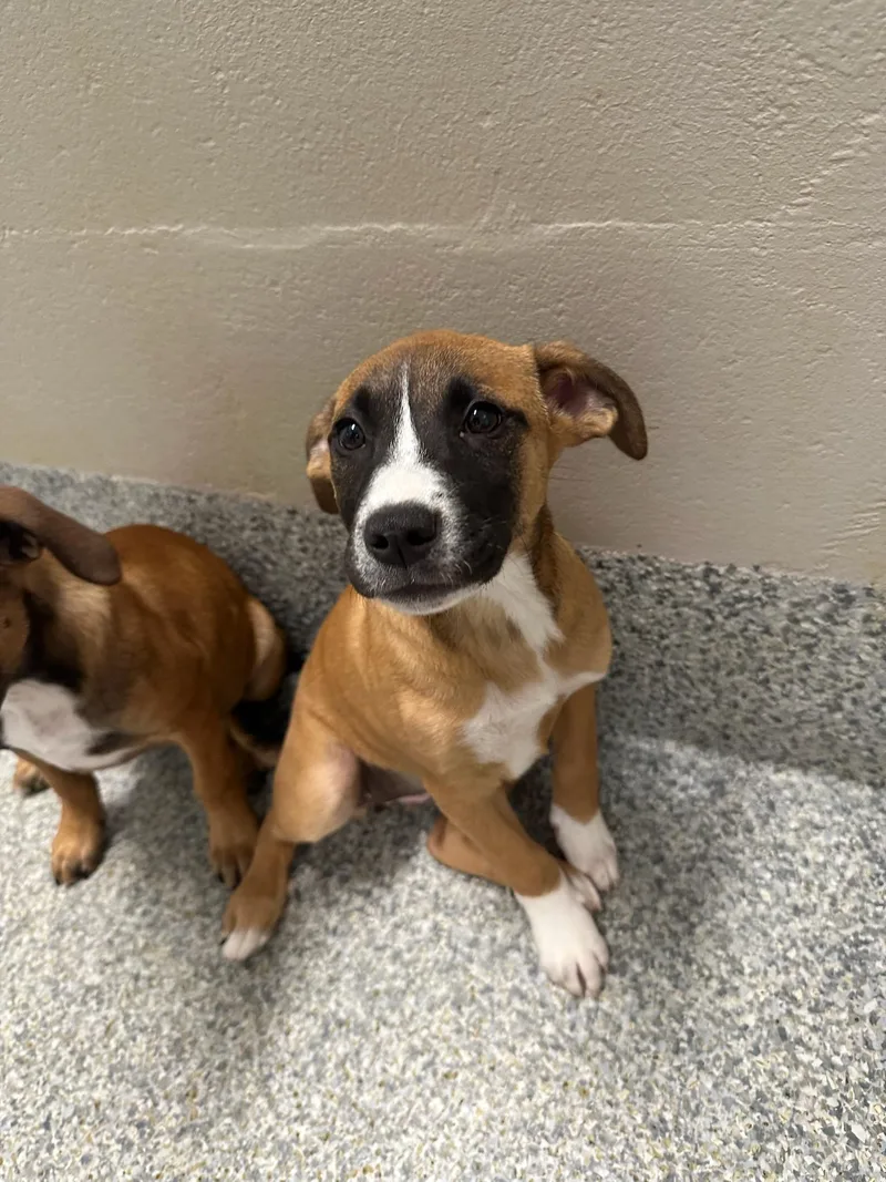 A baby small-sized female Tricolor (Brown, Black, & White) Hound dog named Cashew for adoption in Manassas, VA