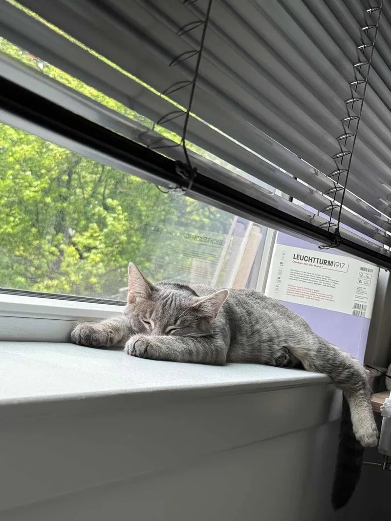 A baby small-sized male Tabby (Gray / Blue / Silver) Domestic Short Hair cat named Billie for adoption in Weehawken, NJ