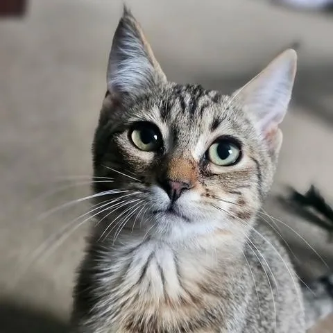 A baby medium-sized female Tabby (Brown / Chocolate) Domestic Short Hair cat named Taffy for adoption in Ferndale, WA