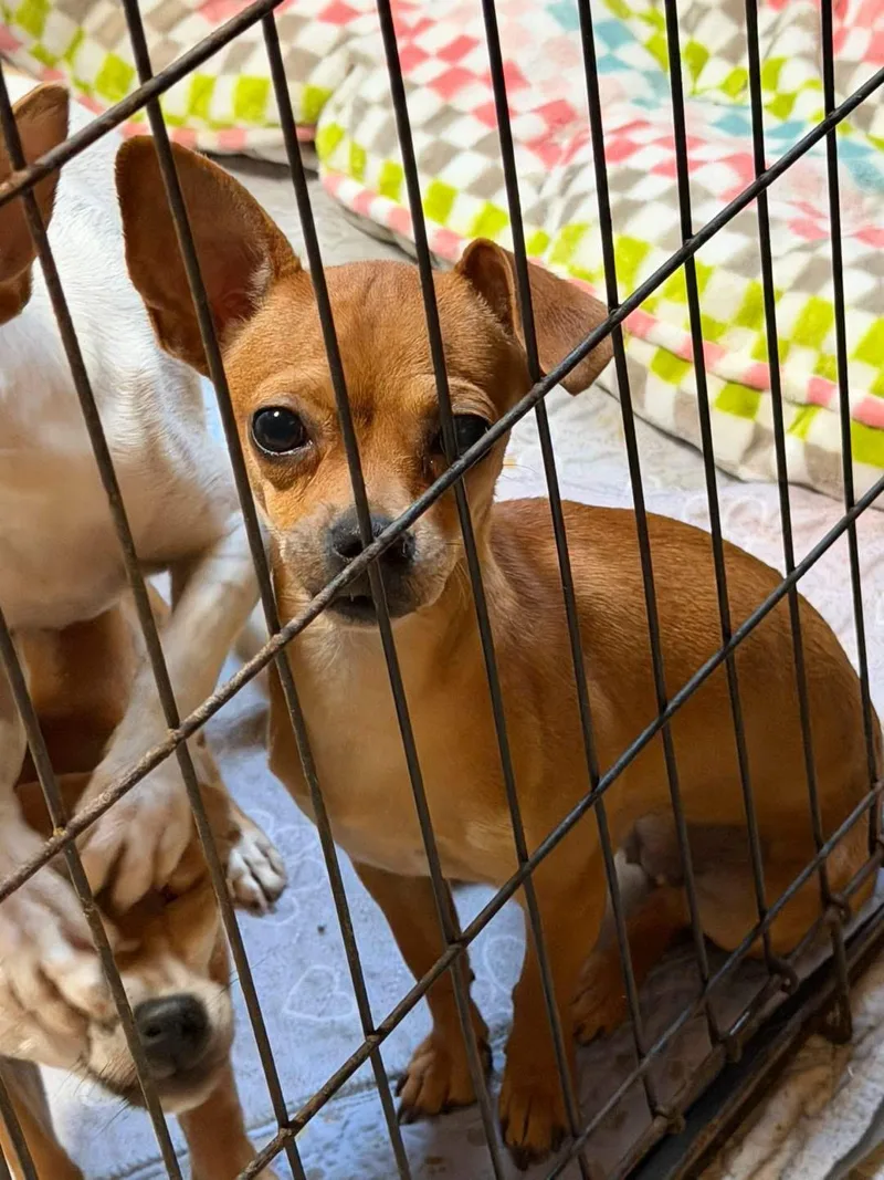 A young small-sized female Chihuahua dog named Madi for adoption in Lutz, FL