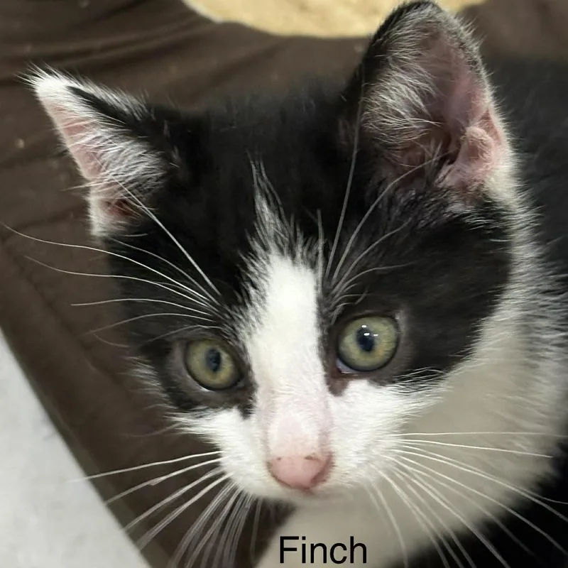 Finch