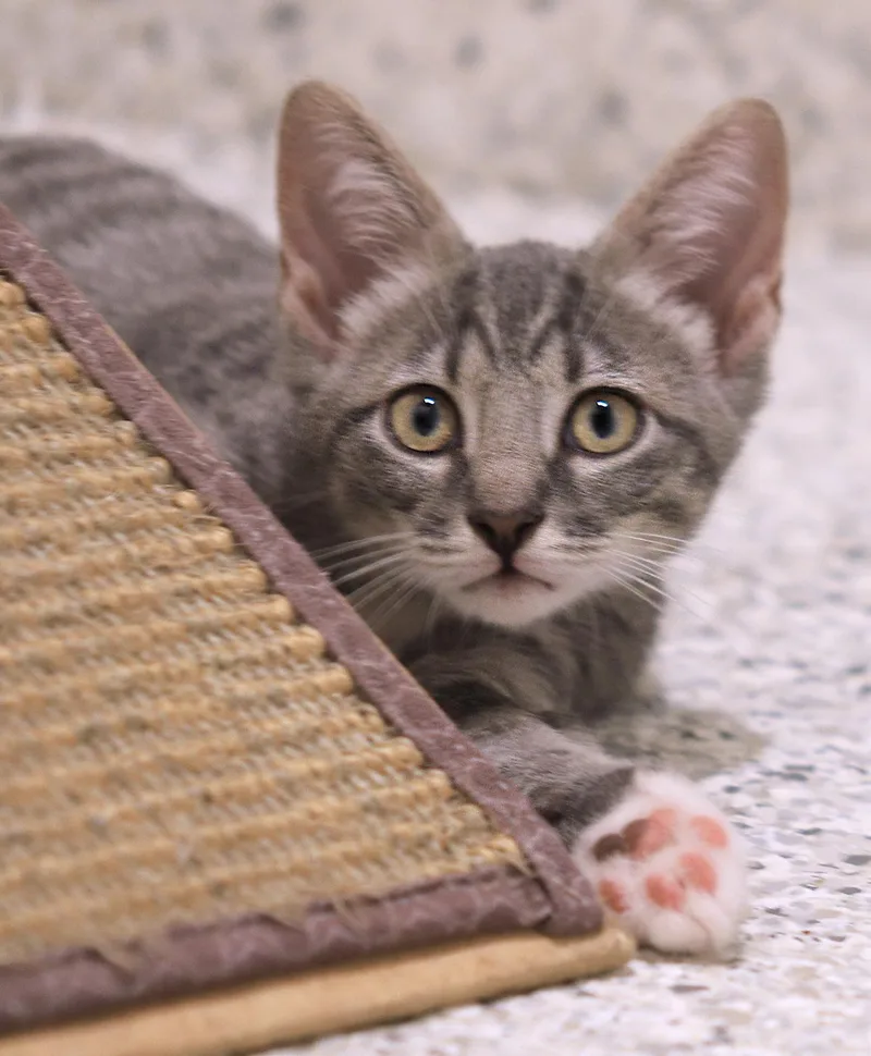 A baby medium-sized male Domestic Short Hair cat named Oy for adoption in North Fort Myers, FL